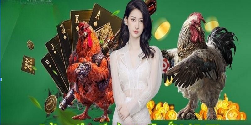 Đá gà là bộ môn giải trí đáng trải nghiệm tại cổng game